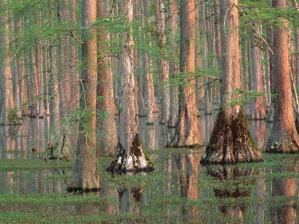 CypressTreesSouthCarolina-1600x1200.jpg