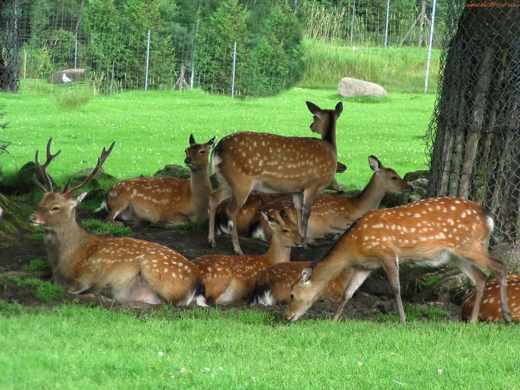 Deer.jpg
