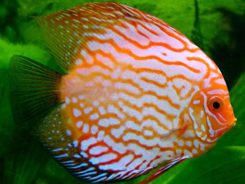 DiscusFish.jpg
