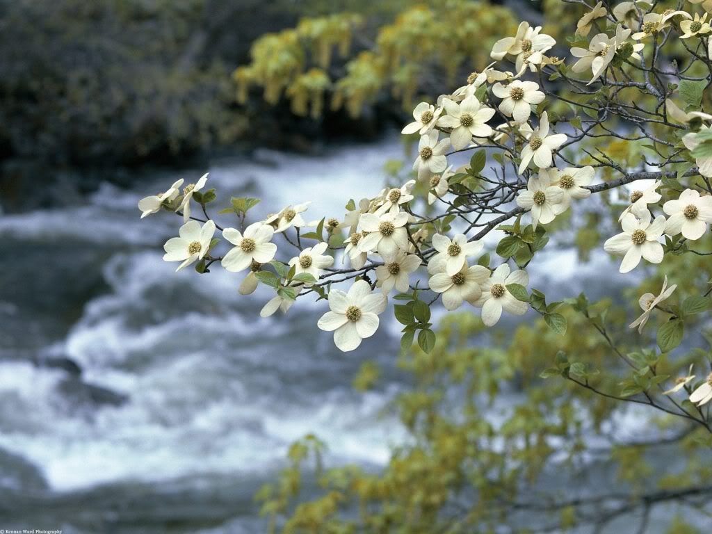 DogwoodTreeBloomsYosemiteCalifornia.jpg