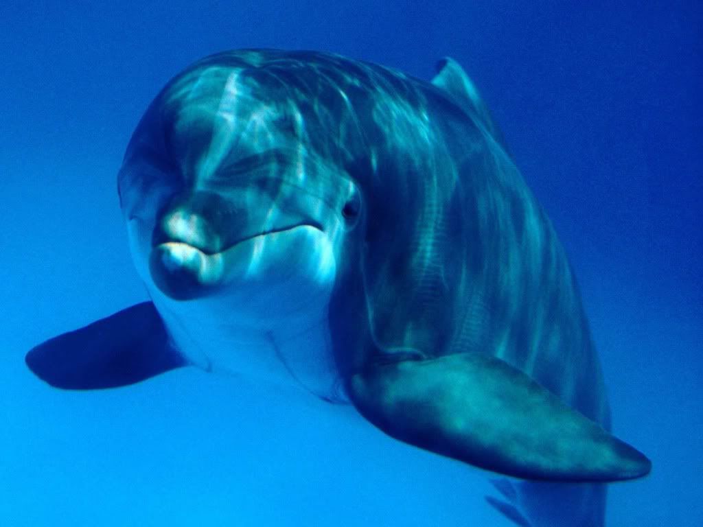 Dolphin2.jpg