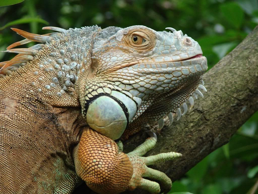 DragonIguana.jpg