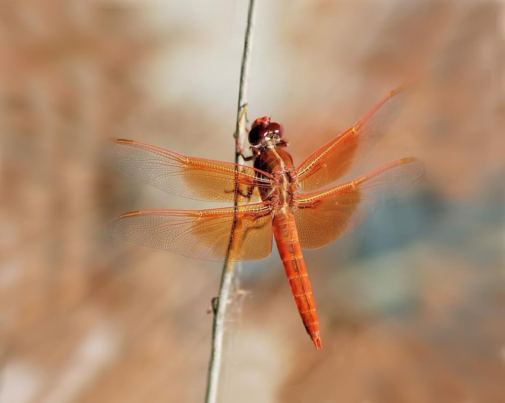 Dragonfly.jpg