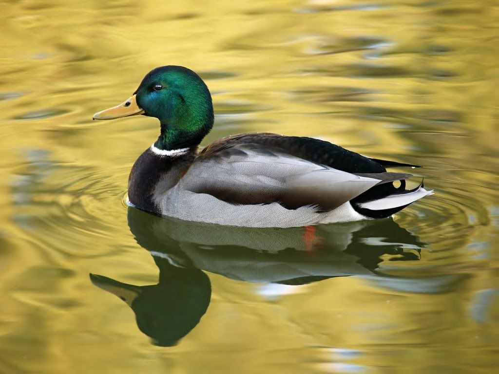 Duck.jpg