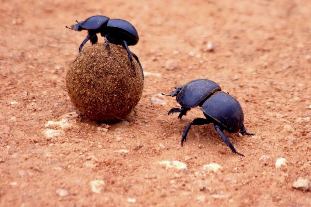 DungBeetles.jpg