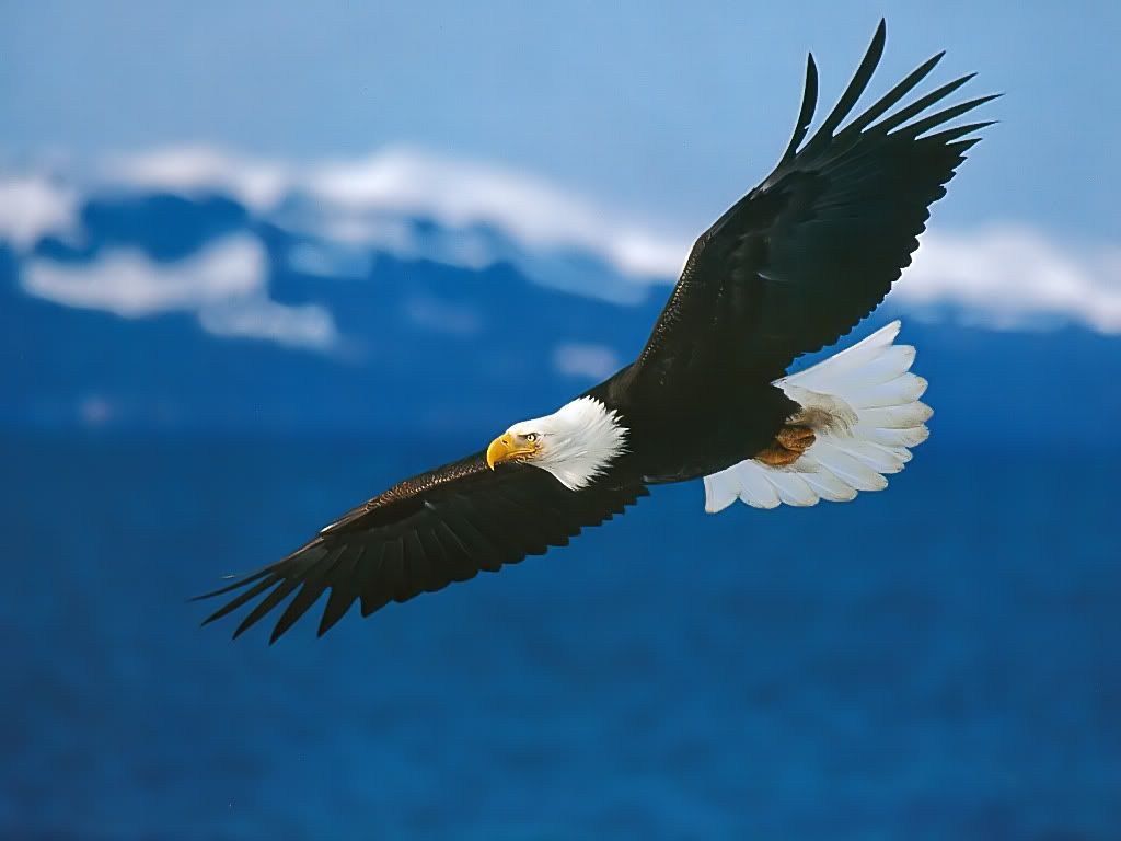 Eagle.jpg