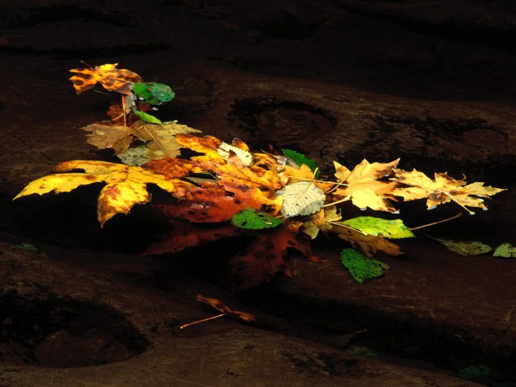 EndofAutumnCoosCountyOregon.jpg