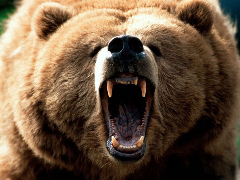 EurasianBrownBear.jpg