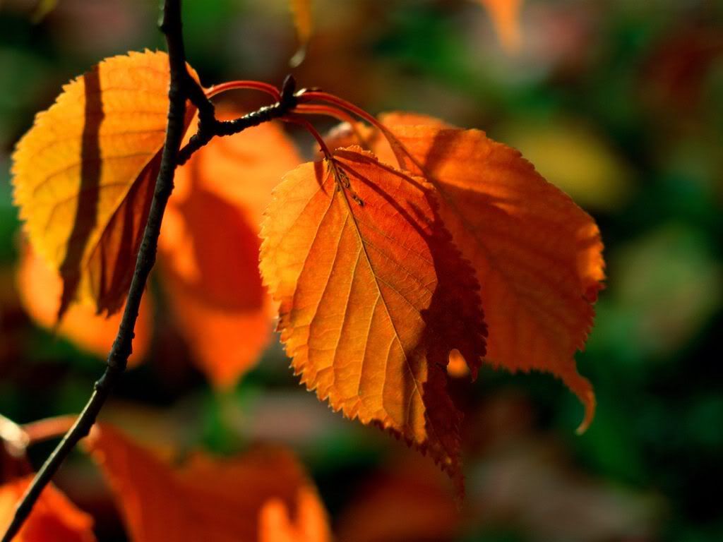 FallLeaves.jpg