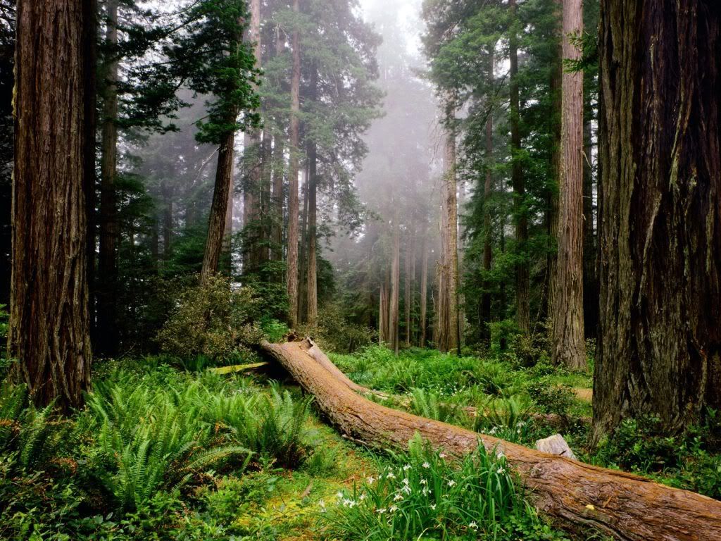 FallenNurseLogRedwoodNationalParkCa.jpg