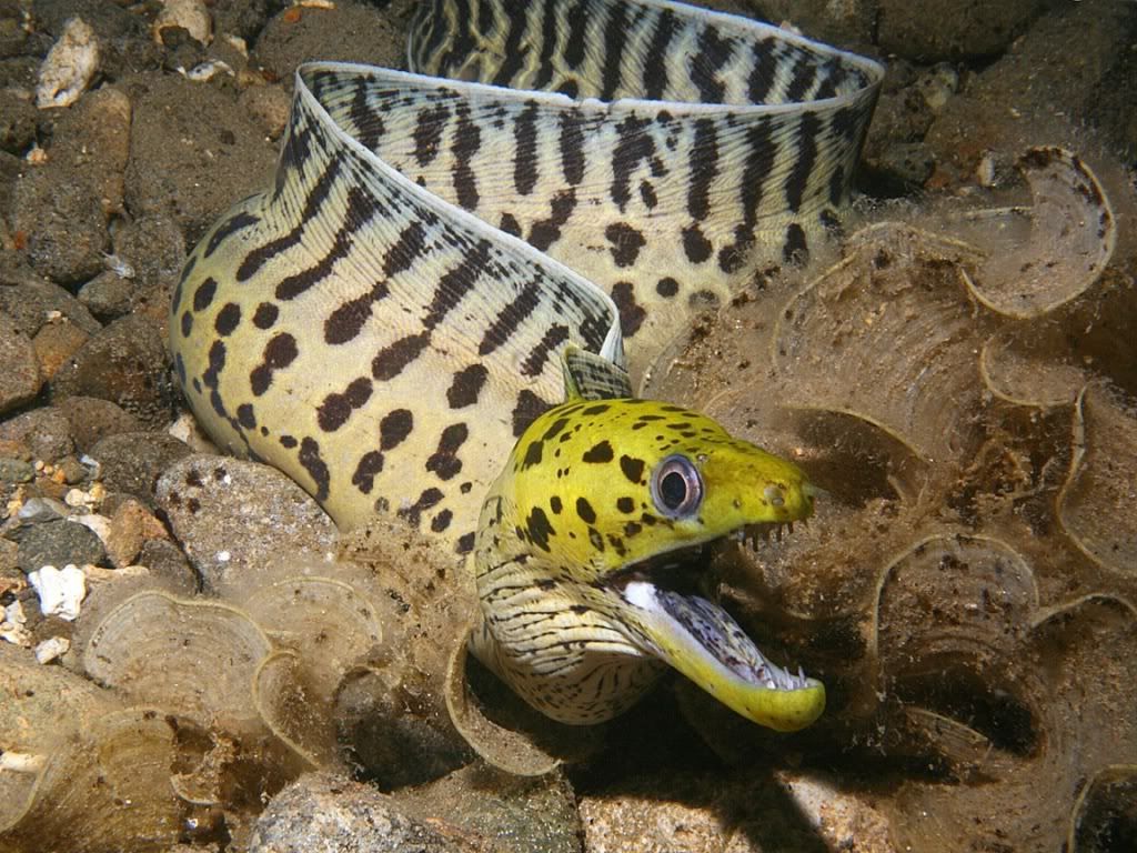 FimbriatedMorayEel.jpg