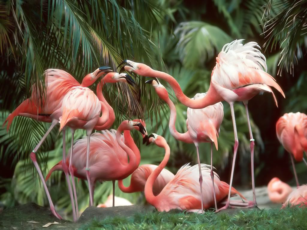 Flamingos.jpg