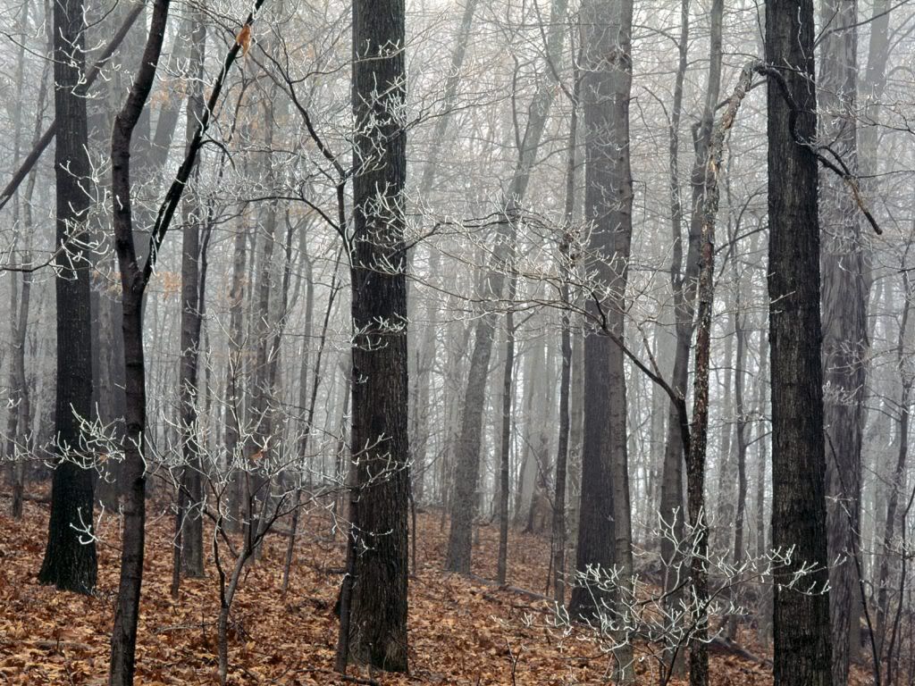 ForestFrostEdwinWarnerParkNashville.jpg