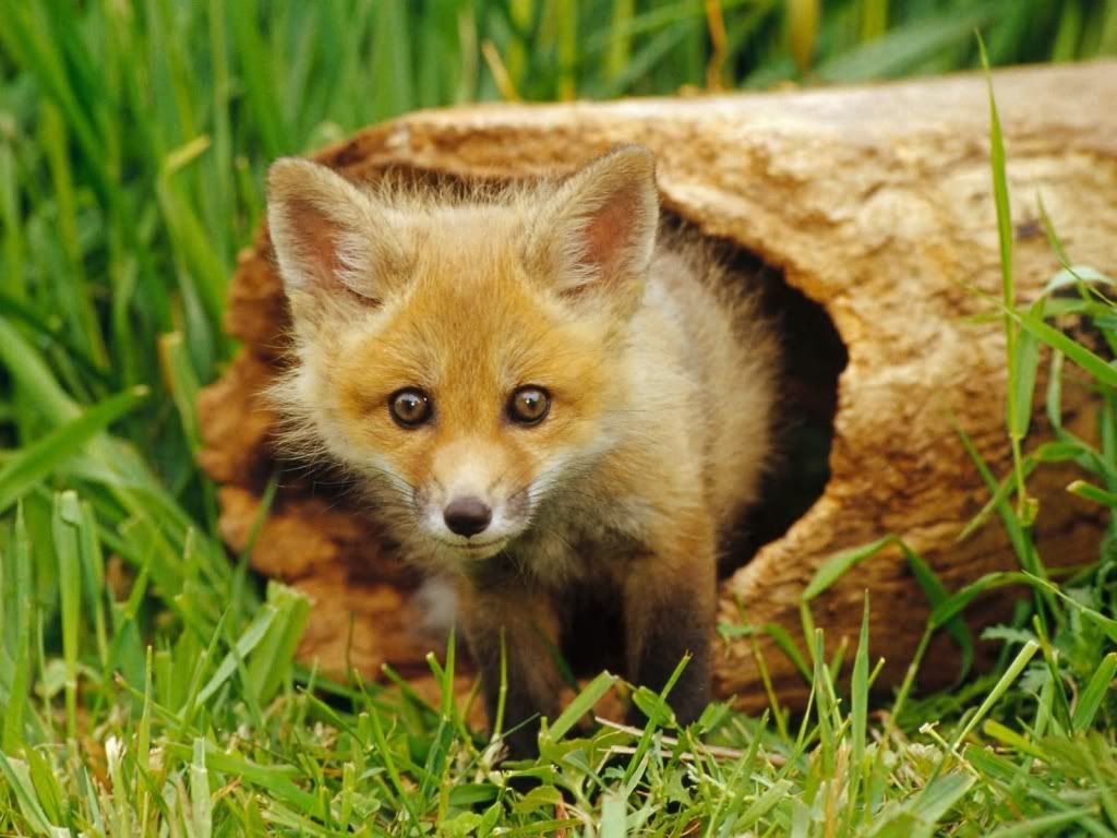 Fox.jpg