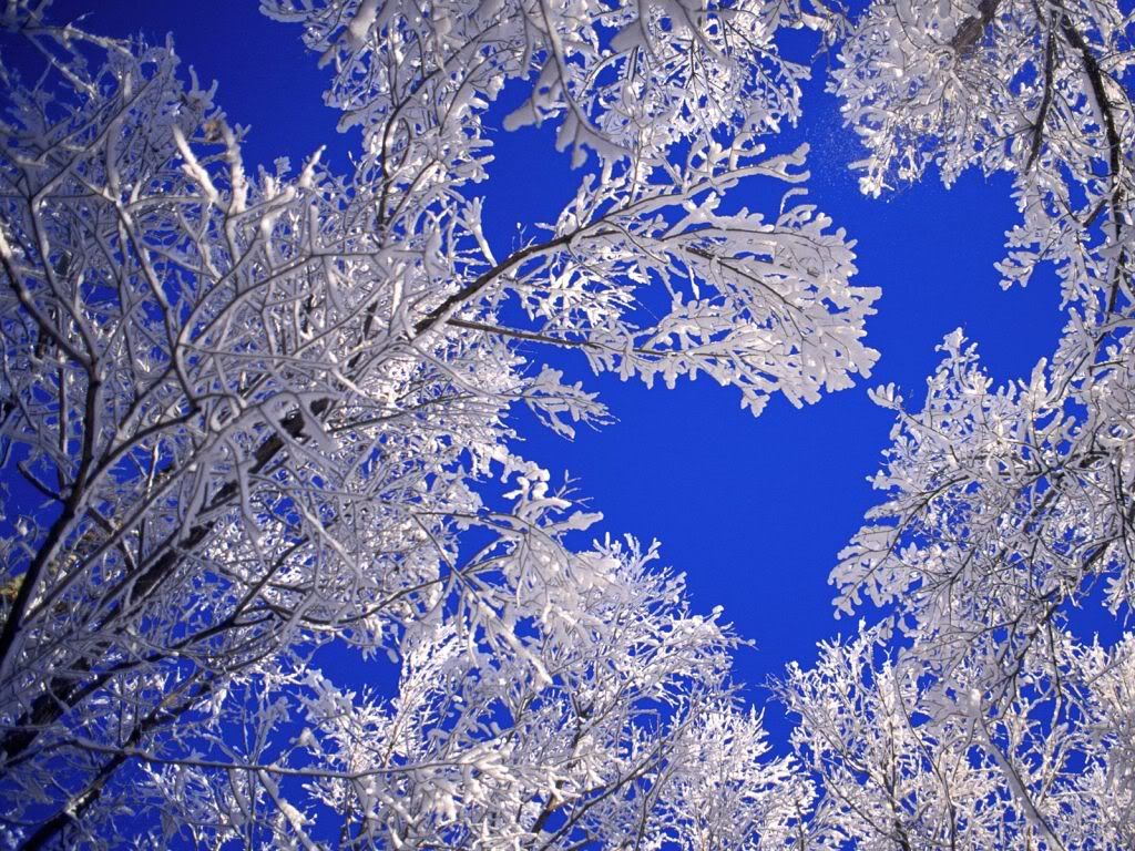 FrostedTreesBoulderColorado-1600x12.jpg