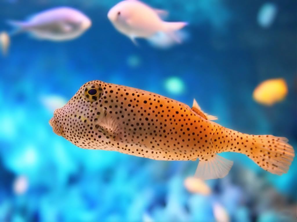 Fugu.jpg