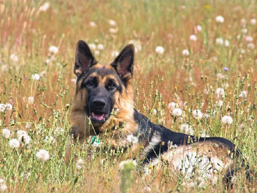 GermanSheepDog.jpg