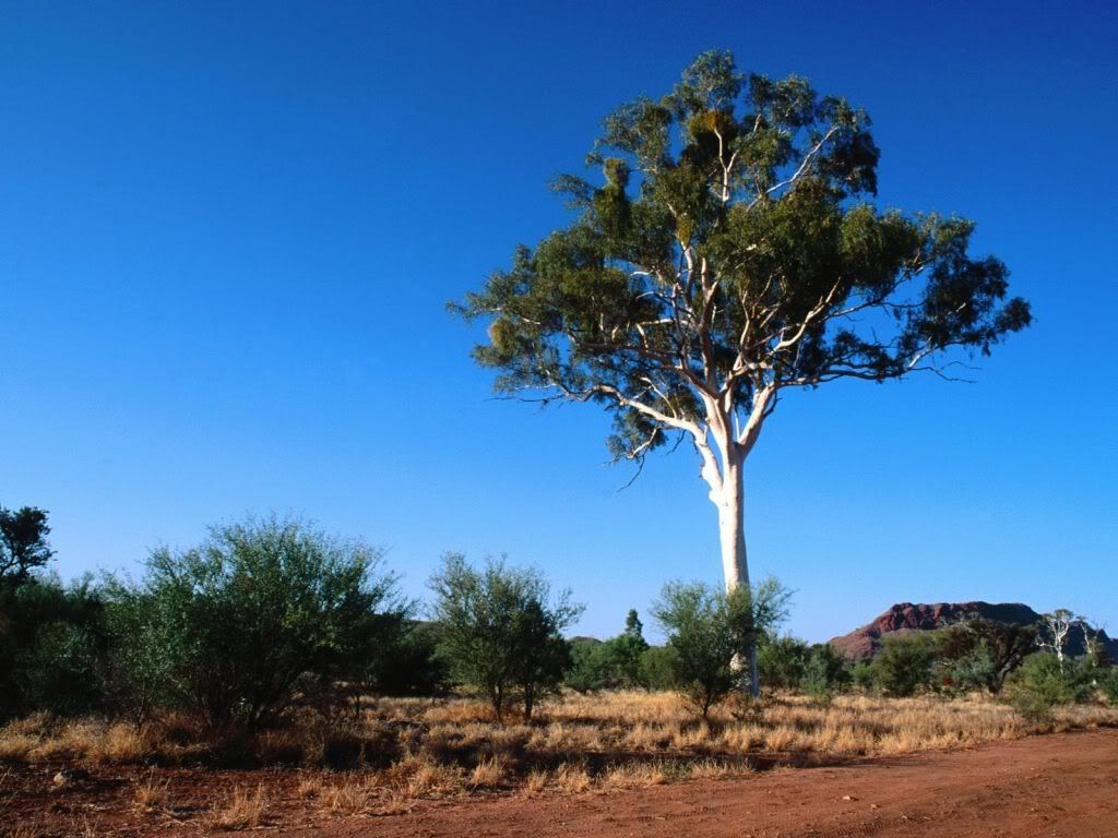 GhostGumTreeCentralAustralia-1600x1.jpg