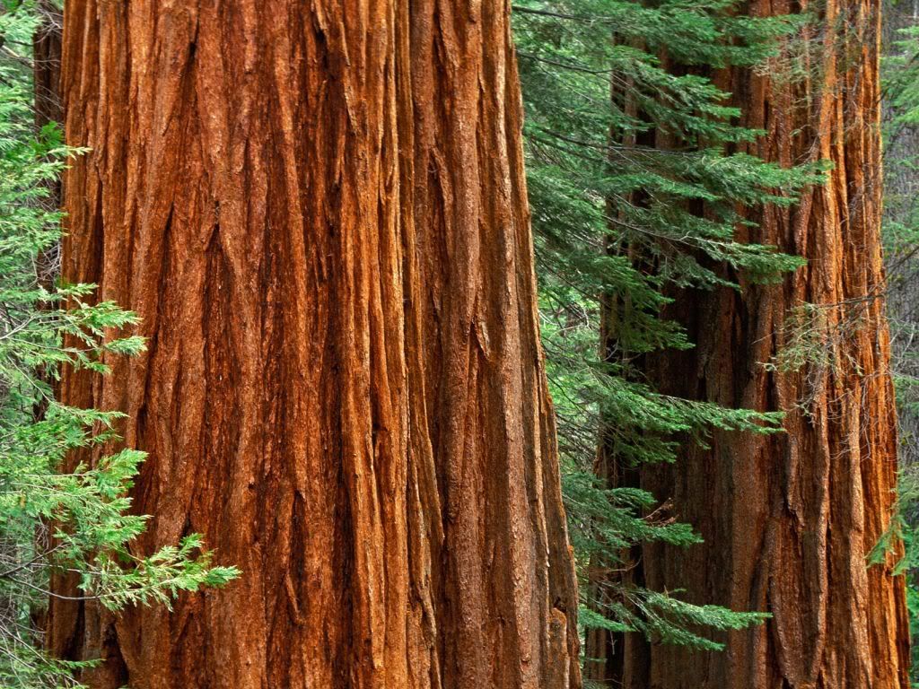 GiantSequoiaTreesMariposaGroveYo-1.jpg