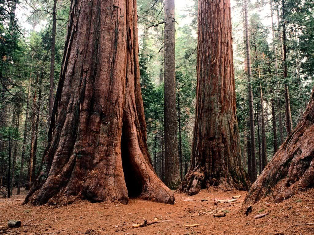 GiantsCalaverasStatePark-1600x12-1.jpg