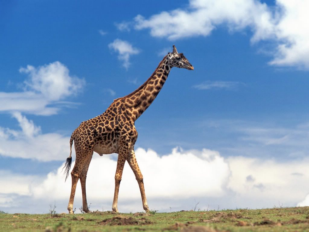 Giraffe.jpg