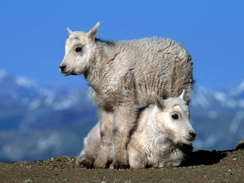 Goats.jpg