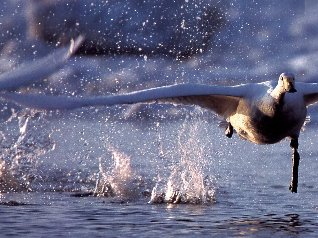 Goose.jpg