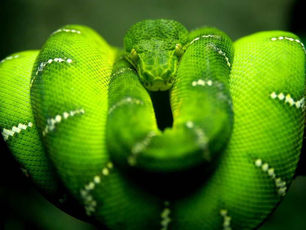 GreenBoa.jpg