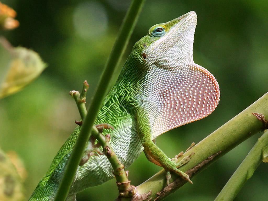 GreenLizard.jpg