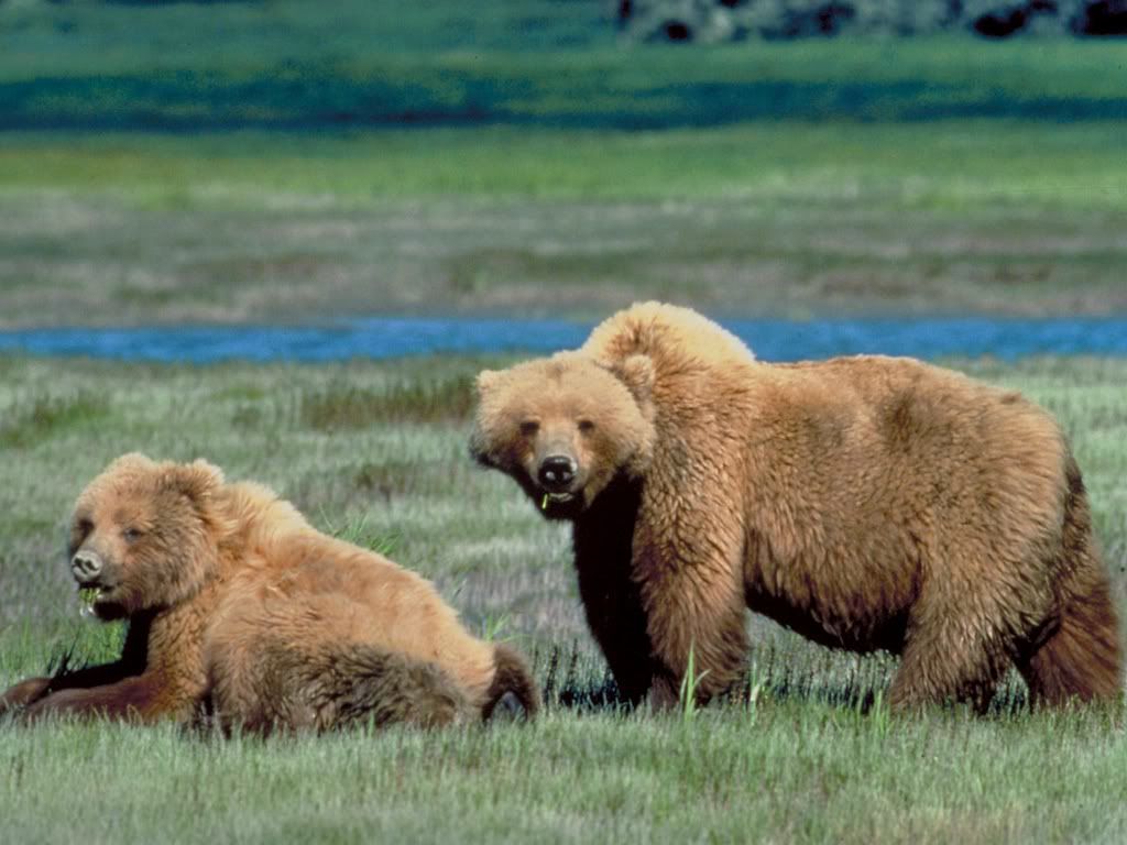 GrizzlyBear.jpg