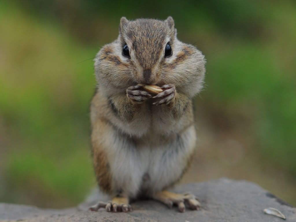 Hamster.jpg