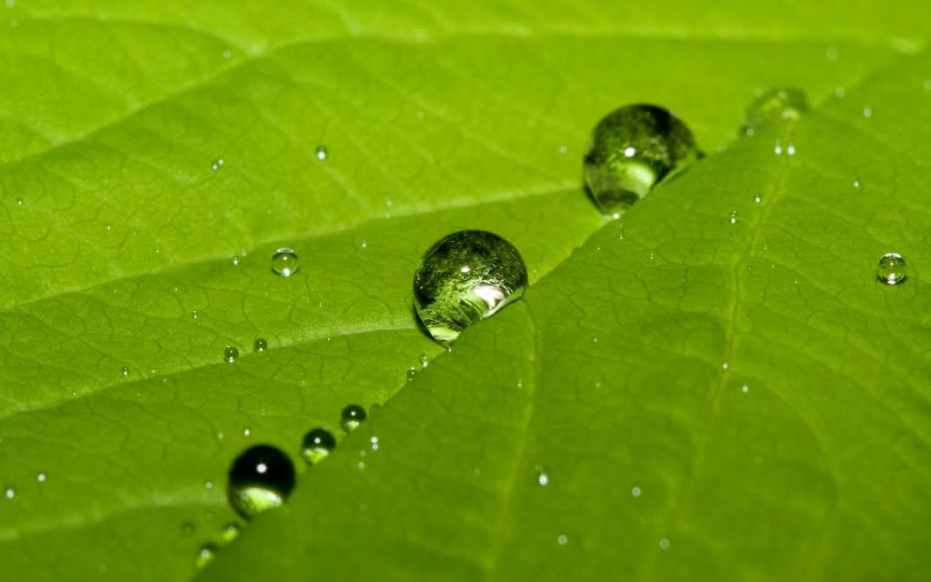 HighQuality20070806CaParu053.jpg