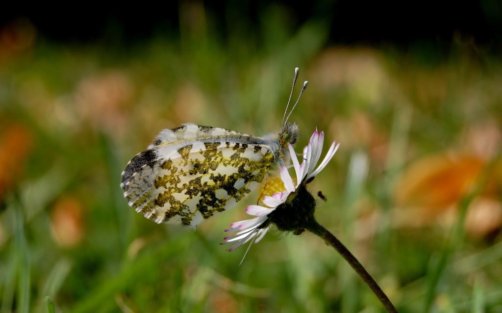 HighQuality20070806CaParu056.jpg