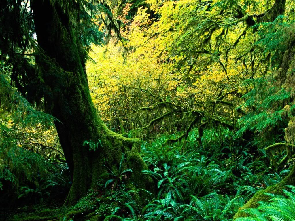 HohRainforestOlympicNationalParkWas.jpg