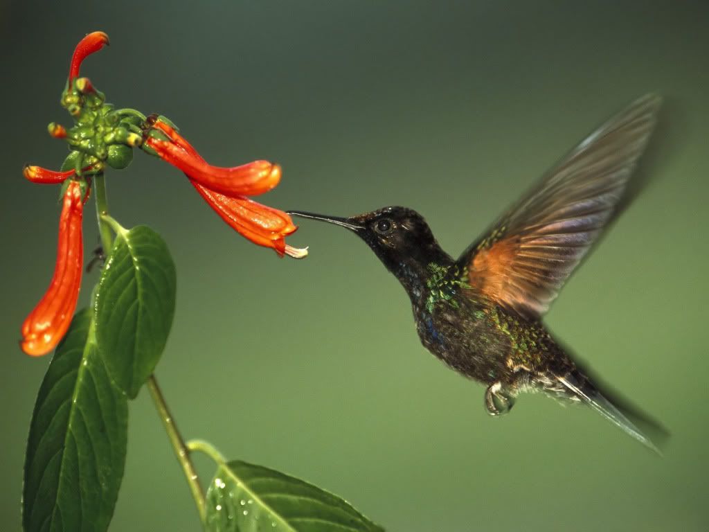 Hummingbird2.jpg
