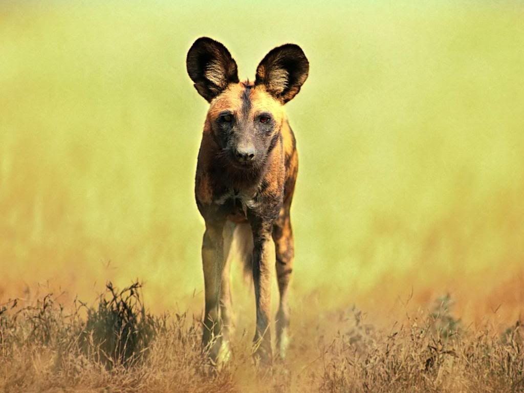 Hyena.jpg