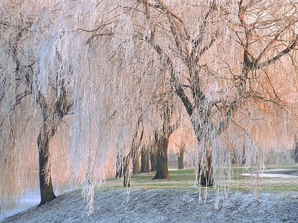 Ice-coveredWillowTrees-1600x1200-ID.jpg