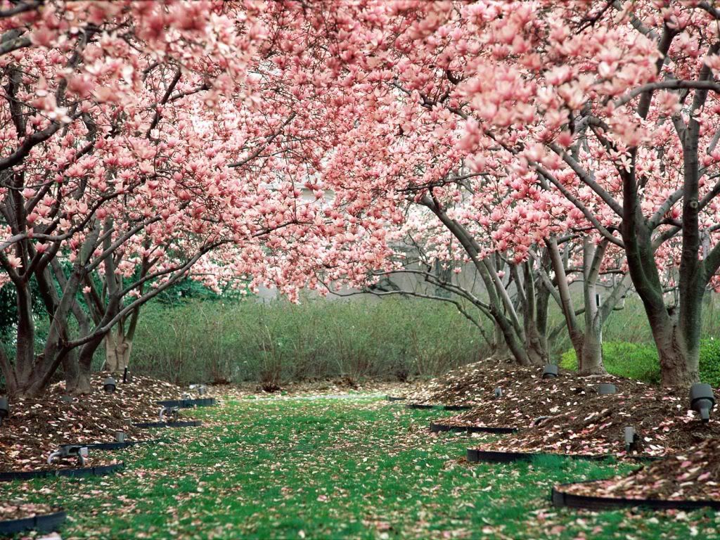 InFullBloom-1600x1200-ID20796-1.jpg