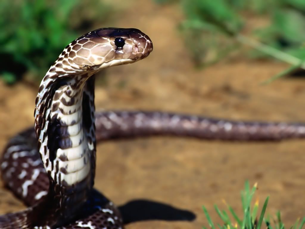 IndianCobra.jpg