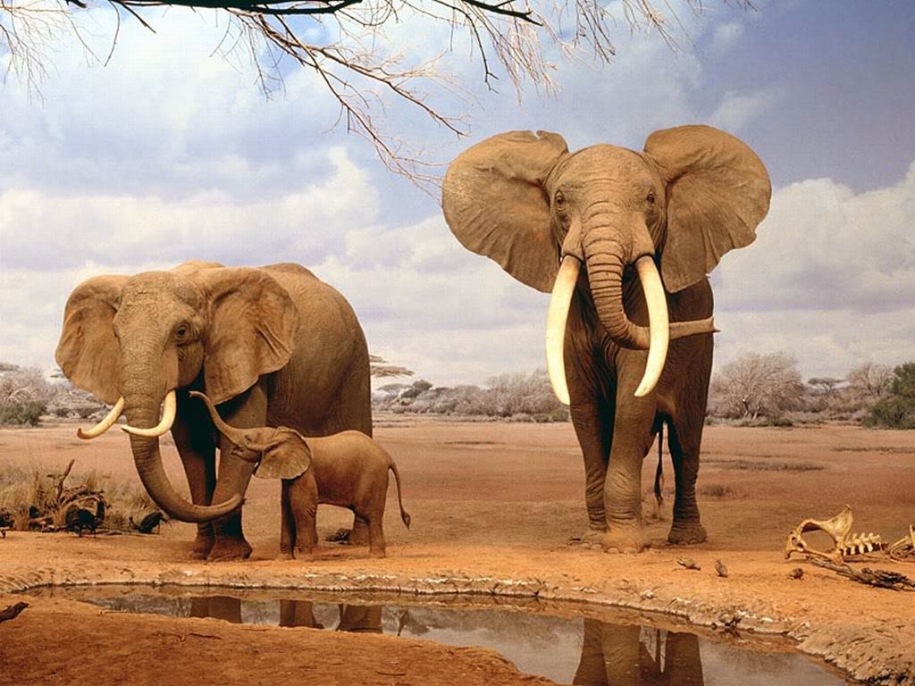 IndianElephants.jpg