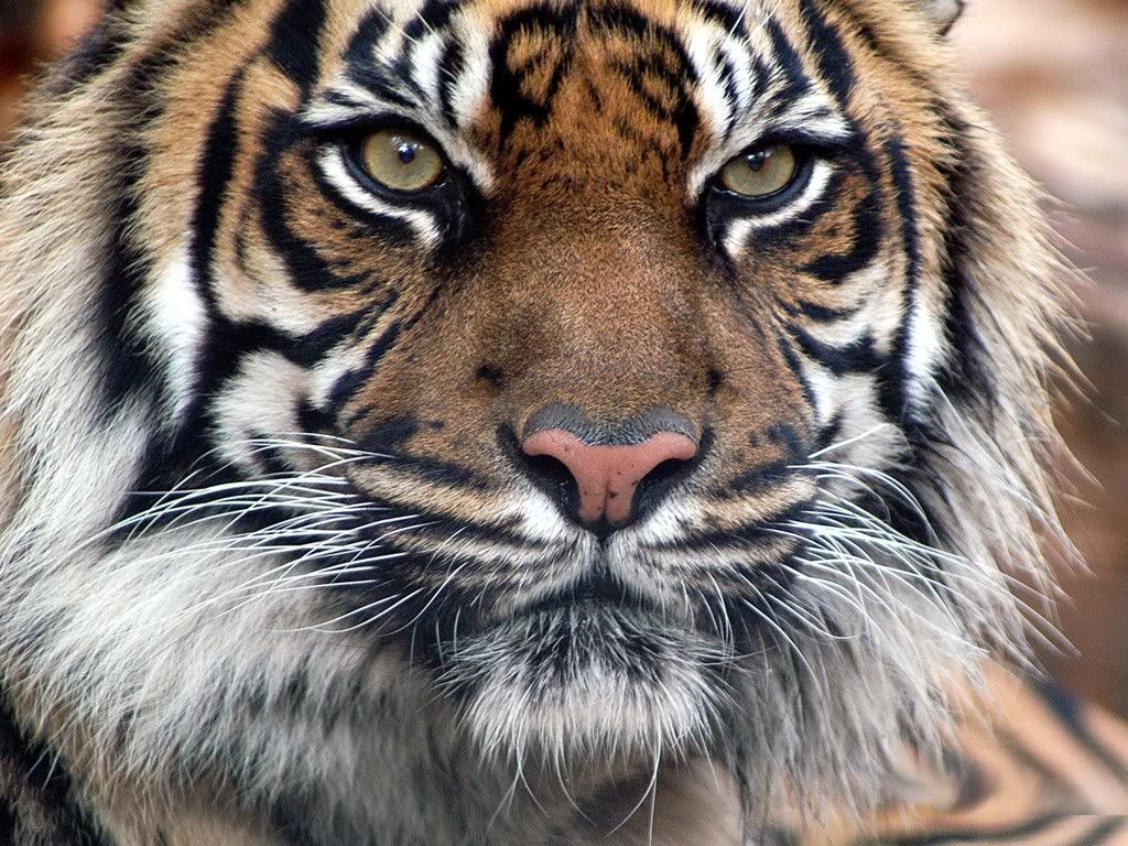 IndianTiger.jpg
