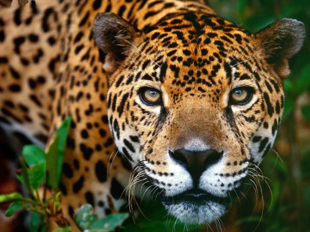 Jaguar.jpg
