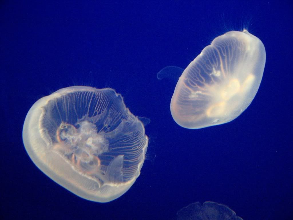 JellyFish.jpg