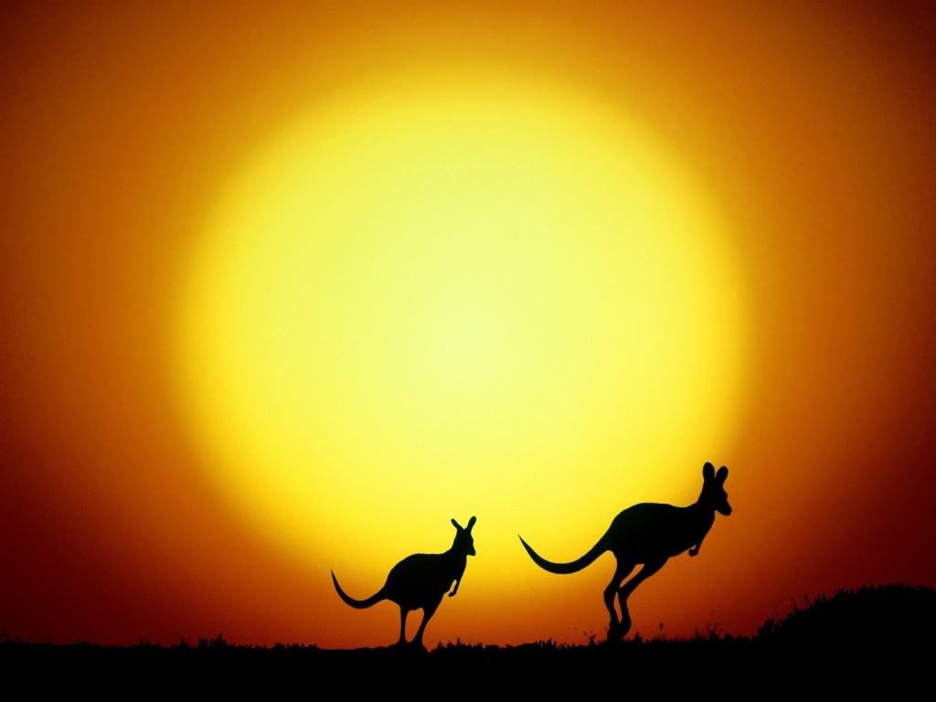 Kangarou.jpg
