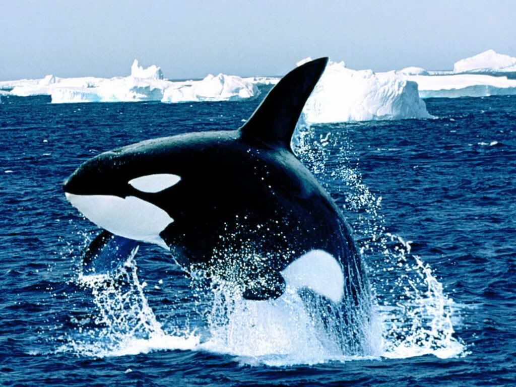 KillerWhale.jpg