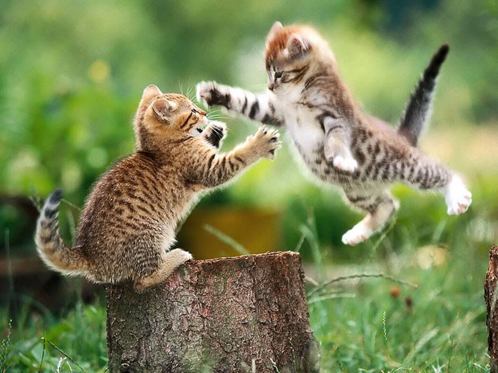 Kittens.jpg