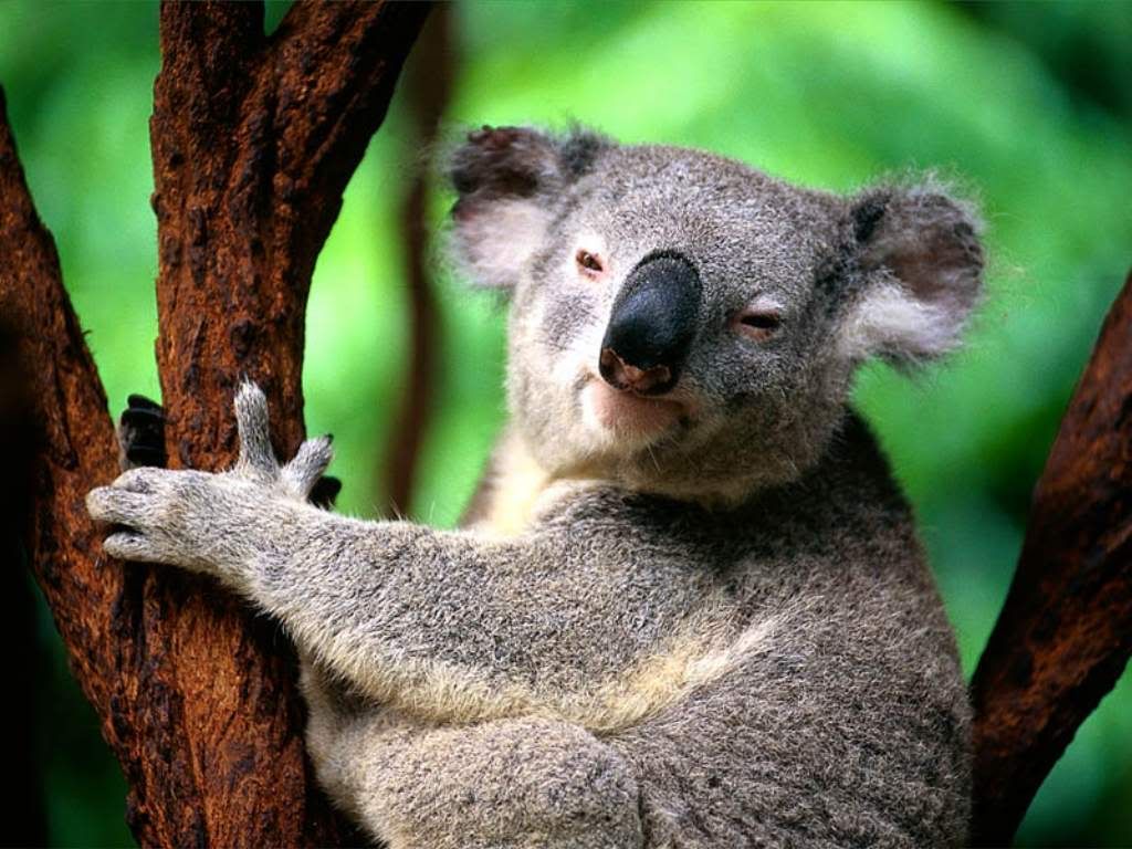 Koala.jpg