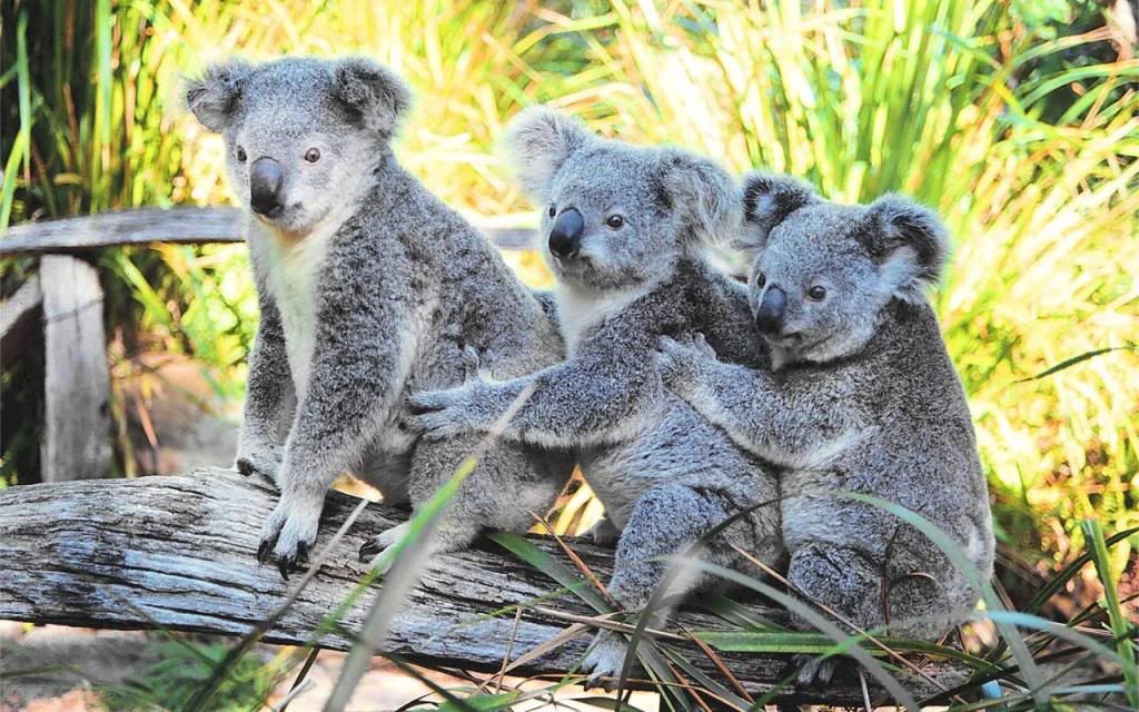 Koalas.jpg