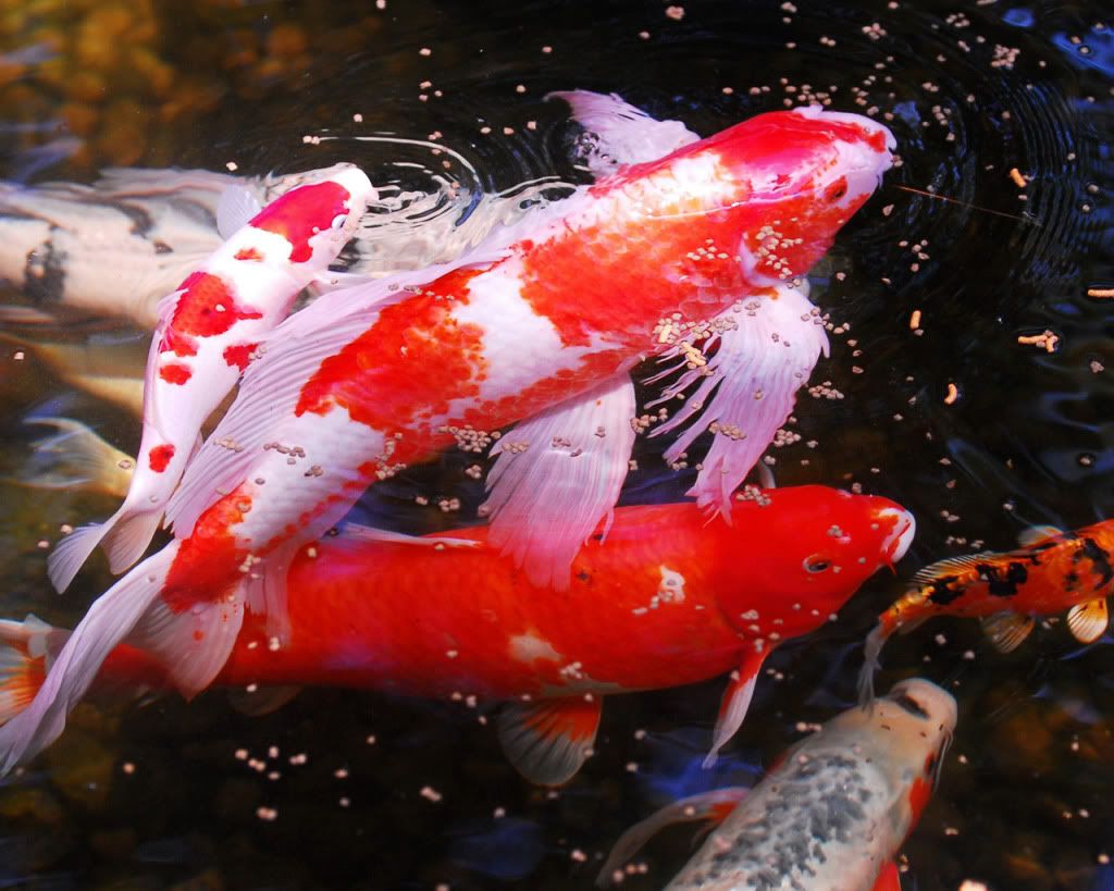Koi.jpg