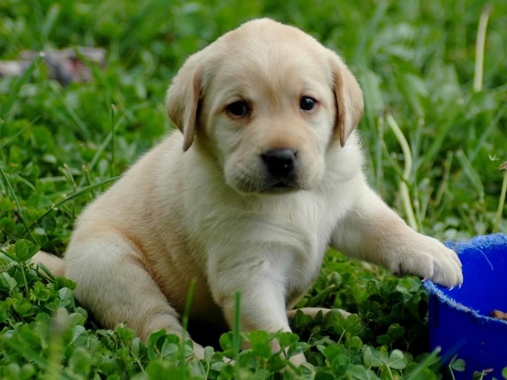 LabradorPuppy.jpg